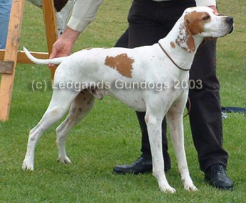 Limit Dog
